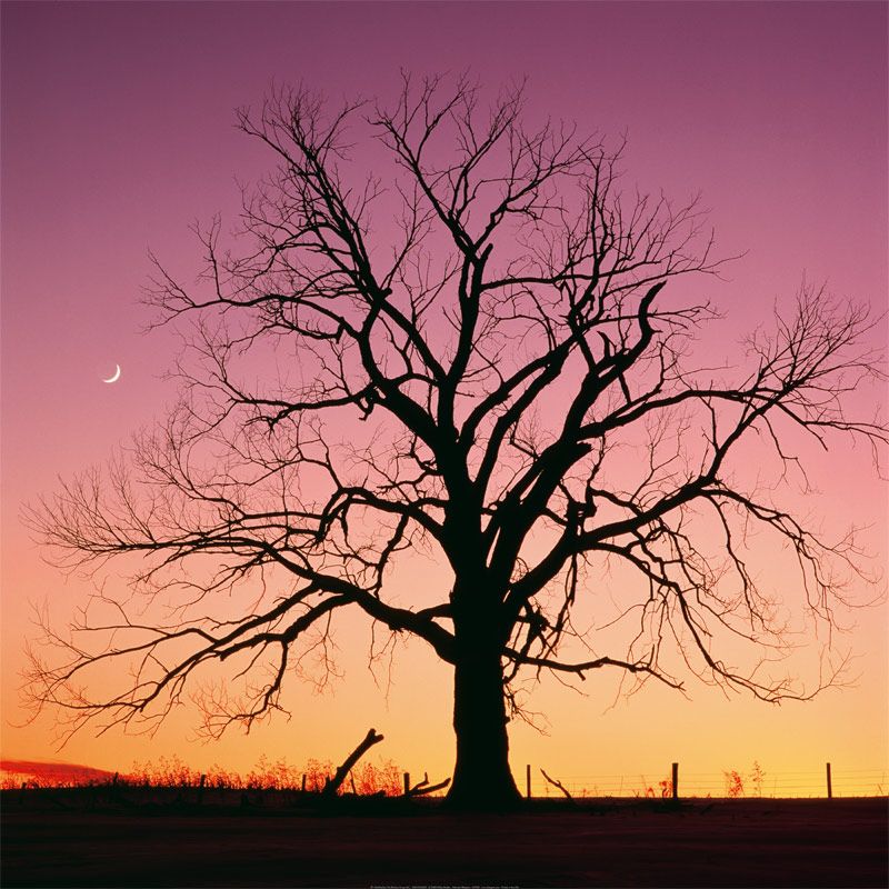 Arboreal Afterglow, Frameless 98629