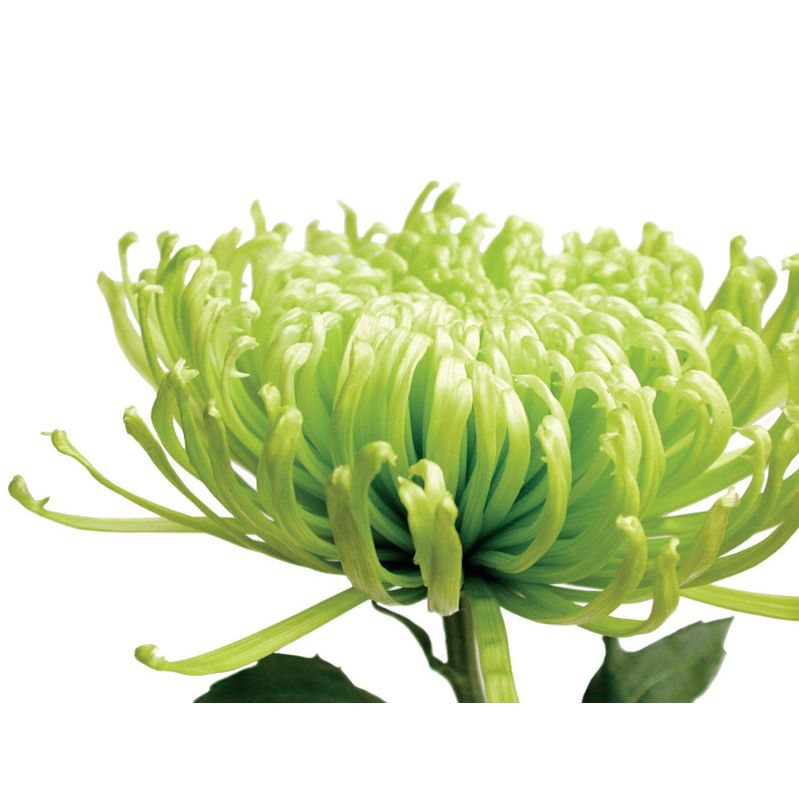 John Lewis Jenny Kraft - Green Chrysanthemum 98710