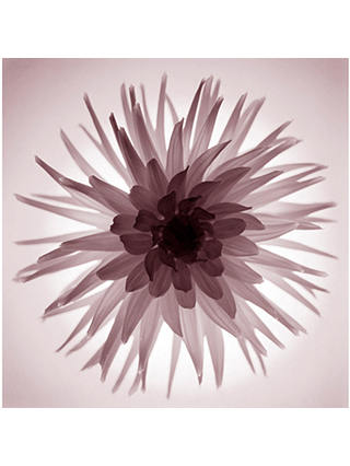 Gill Copeland - Translucent Flower Print