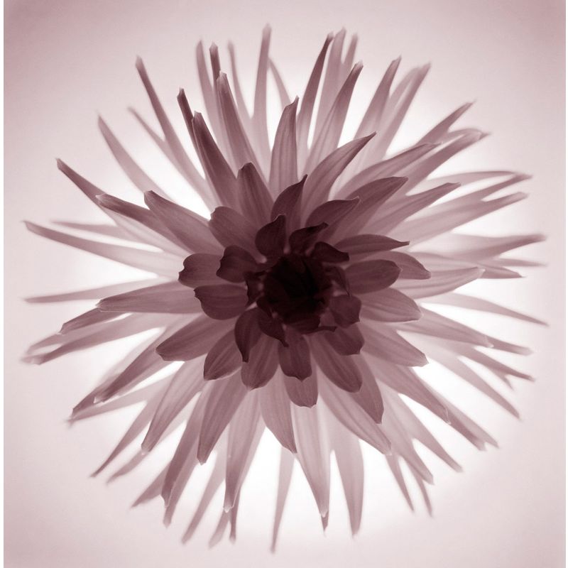 Gill Copeland - Translucent Flower Print,