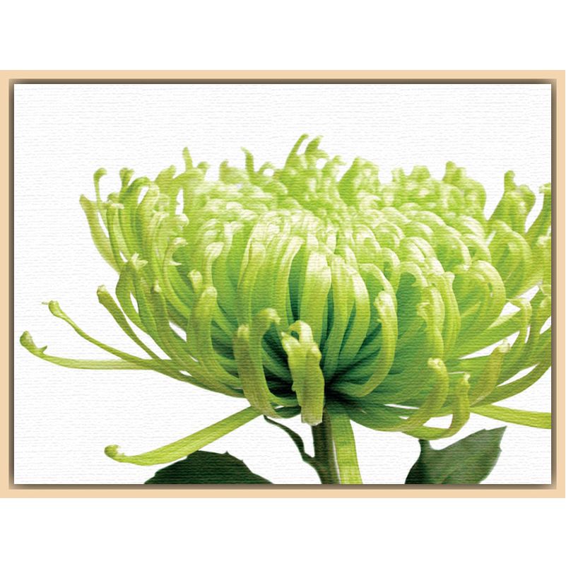 John Lewis Jenny Kraft - Green Chrysanthemum, Light Canvas