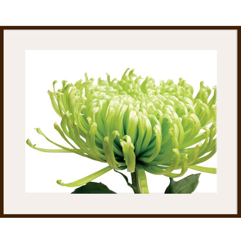 Jenny Kraft - Green Chrysanthemum, Dark Frame