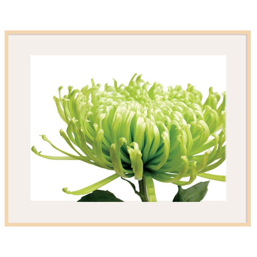 John Lewis Jenny Kraft - Green Chrysanthemum, Light Frame