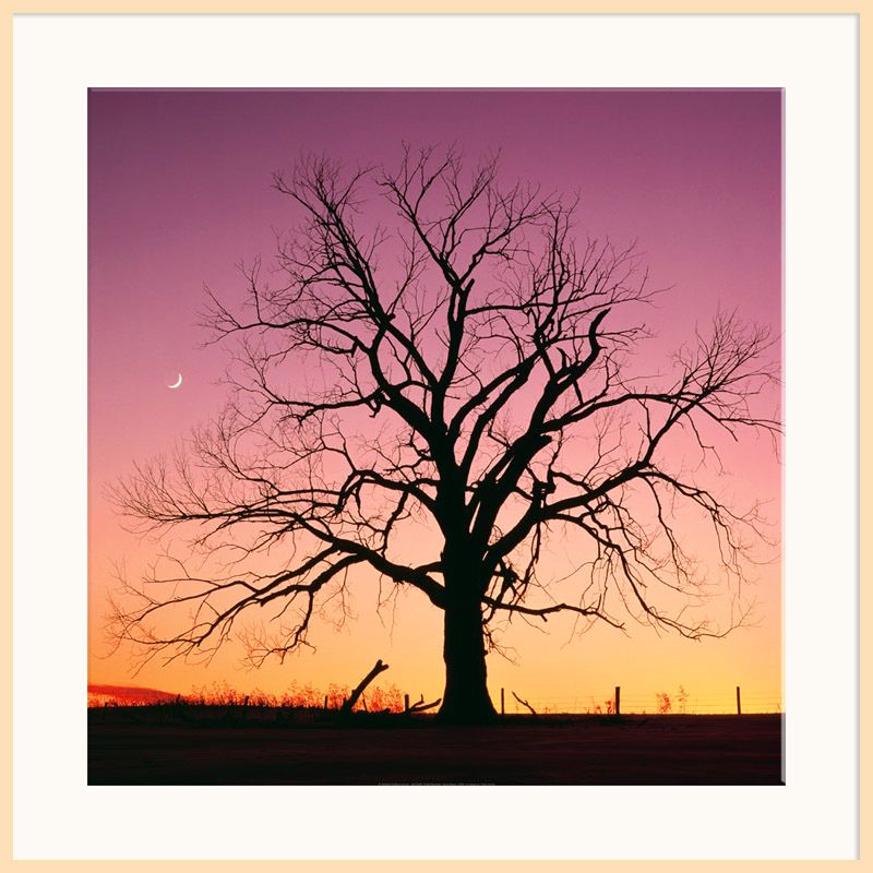 Arboreal Afterglow, Light Frame 98629