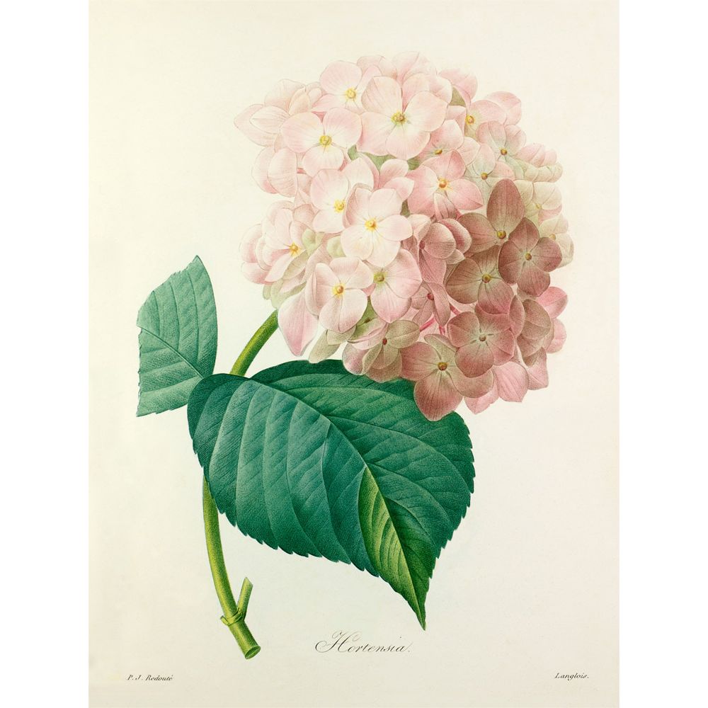 Royal Horticultural Society, Pierre Joseph Celestin Redouté - Hortensia