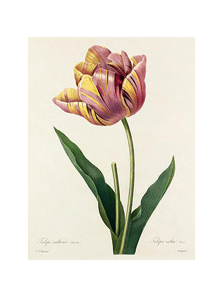 Royal Horticultural Society, Pierre Joseph Celestin Redouté - Plate 142