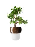 Eva Solo Orchid and Bonsai Self Watering Pot, Frosted