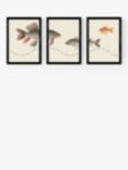 EAST END PRINTS Natural History Museum 'Fish' Framed Print, Set of 3