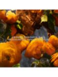 Guerlain Aqua Allegoria Mandarine Basilic Forte Eau de Parfum, Refill, 200ml