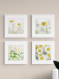 Print Punk Studio - 'Summer Daisies' Framed Print & Mount, Set of 4, 42 x 42cm, White/Yellow
