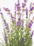 Floralsilk Artifical Lavender Plant in Ceramic Pot