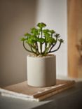 John Lewis Artificial Succulent & Concrete Pot