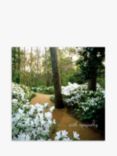 Woodmansterne Woodland With White Flowers Greeting Card