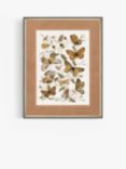 John Lewis 'Butterfly Dance' Framed Print & Mount, 93 x 73cm, Terracotta/Multi