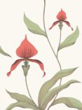 Cole & Son Orchid Wallpaper, Red on White, 95/10054
