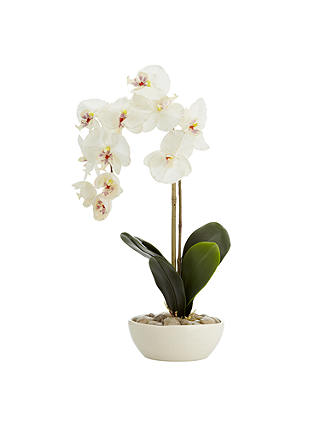 Peony Phalaenopsis Orchid, White