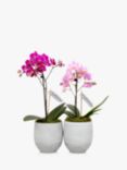 The Little Botanical Mini Orchid Duo