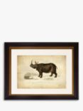 Rhinoceros - Framed Print & Mount, 46 x 55cm, Grey