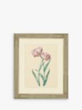 Tulips I - Framed Print & Mount, 60 x 50cm, Pink/Multi