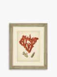 Red Coral II - Framed Print & Mount, 60 x 50cm, Red