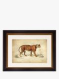 Tiger - Framed Print & Mount, 46 x 55cm, Orange