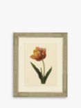 Tulips II - Framed Print & Mount, 60 x 50cm, Multi