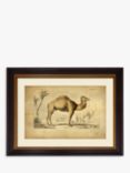 Camel - Framed Print & Mount, 46 x 55cm, Multi