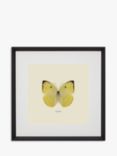 Catopsilia Butterfly - Framed Print & Mount, 45.5 x 45.5cm, Yellow/Multi