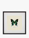 Papilio Blumei Butterfly - Framed Print & Mount, 45.5 x 45.5cm, Green/Multi
