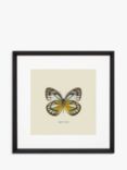 Appias Cardena Butterfly - Framed Print & Mount, 45.5 x 45.5cm, Yellow/Multi