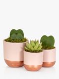 The Little Botanical New Baby Plant Gift Set, Pink