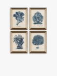 Melissa Wang - Sea Coral Study Framed Prints, Set of 4, 47 x 37cm, Blue/Multi