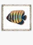 Tropical Fish 5 - Framed Print & Mount, 36 x 46cm, Yellow/Multi