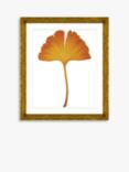 Ginkgo Leaf 2 - Framed Print & Mount, 56 x 46cm, Orange