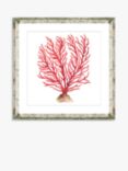 Red Coral 5 - Framed Print & Mount, 46 x 46cm, Red