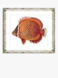 Tropical Fish 3 - Framed Print & Mount, 36 x 46cm, Orange
