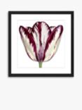 Burgundy Tulip 1 - Framed Print & Mount, 56 x 56cm, Burgundy