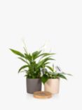 The Little Botanical Houseplant & Coaster Set