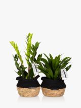 The Little Botanical Easy Care Plant Basket
