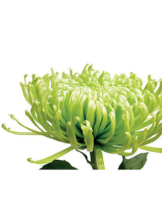 Jenny Kraft - Green Chrysanthemum