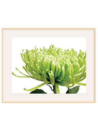Jenny Kraft - Green Chrysanthemum