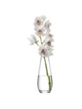 LSA International Flower Tall Stem Vase, H29cm, Clear