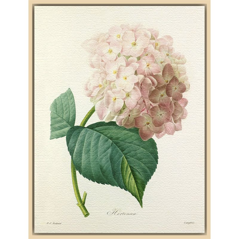 Royal Horticultural Society, Pierre Joseph Celestin Redouté - Hortensia, Natural Ash Framed Canvas