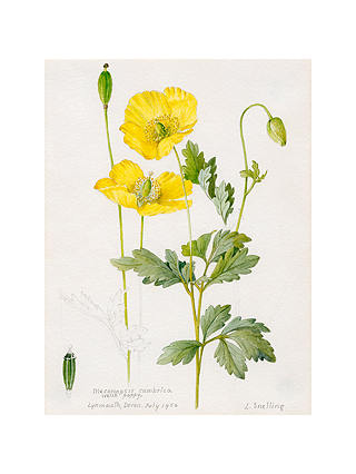 Royal Horticultural Society, Lillian Snelling - Meconopsis cambrica (Welsh Poppy)