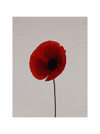 Claire Brooker - Red Poppy