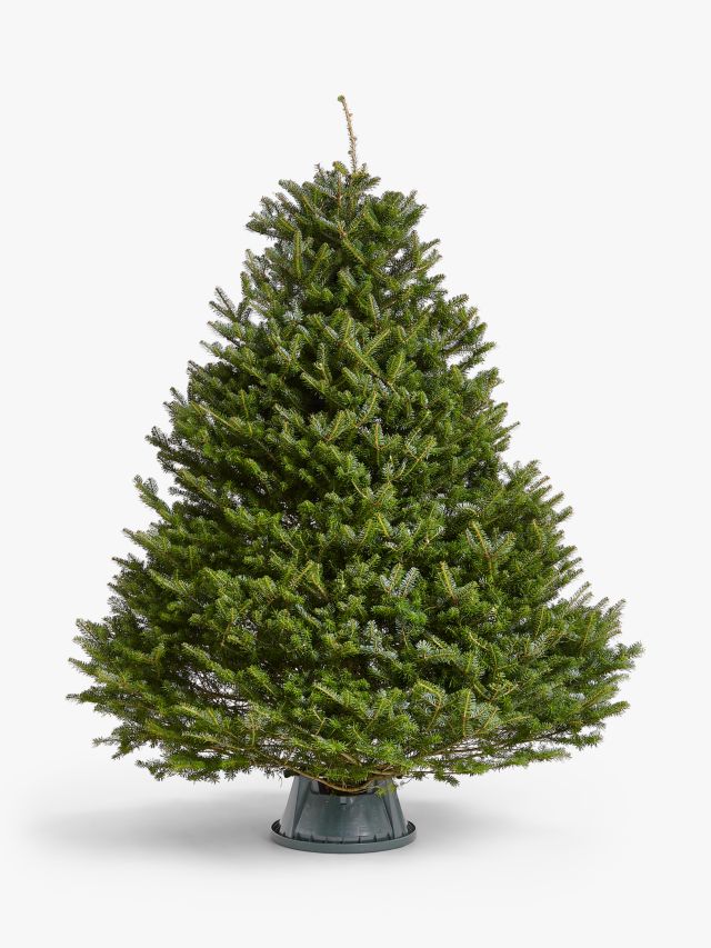 Real Christmas Trees Delivered 6 Foot Premium Fraser Fir