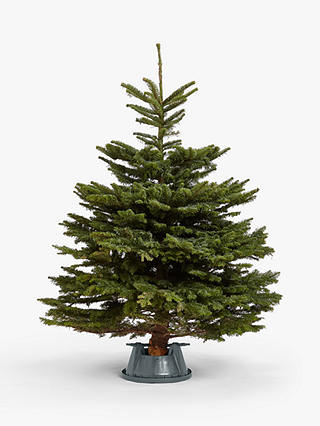 John Lewis & Partners Noble Fir Real Christmas Tree