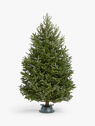 John Lewis Fraser Fir Real Christmas Tree