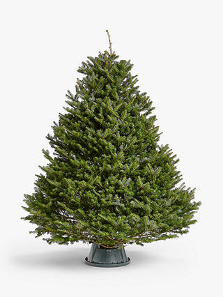 John Lewis Korean Fir Real Christmas Tree