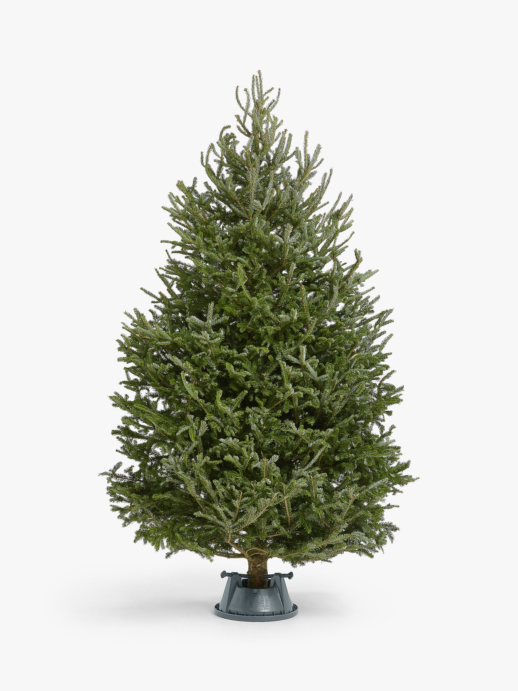 John Lewis Fraser Fir Real Christmas Tree